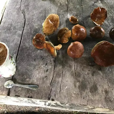 Semesterbostad W Lesie Łódź