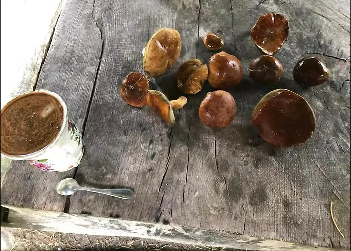 Hébergement de vacances W Lesie Łódź